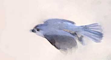 The titmouse flies