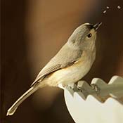 Tufted Titmouse