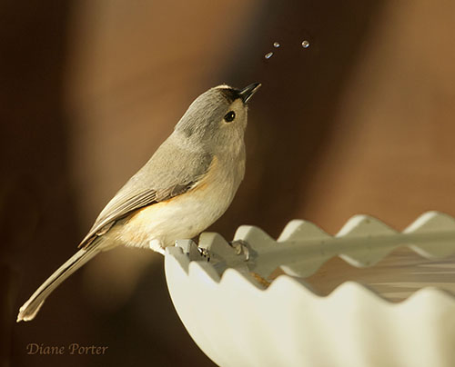 Tufted Titmouse