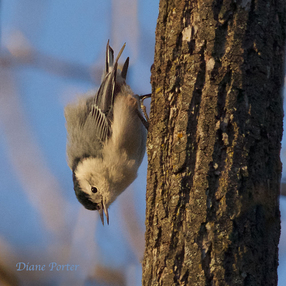 White-breasted Nuthatch