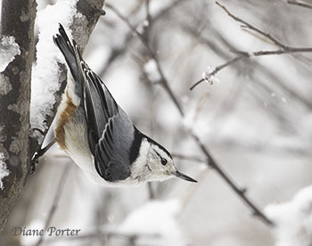 White-breasted Nuthatch