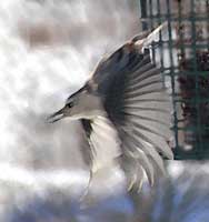 White-breasted Nuthatch