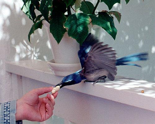 Western Scrub-Jay