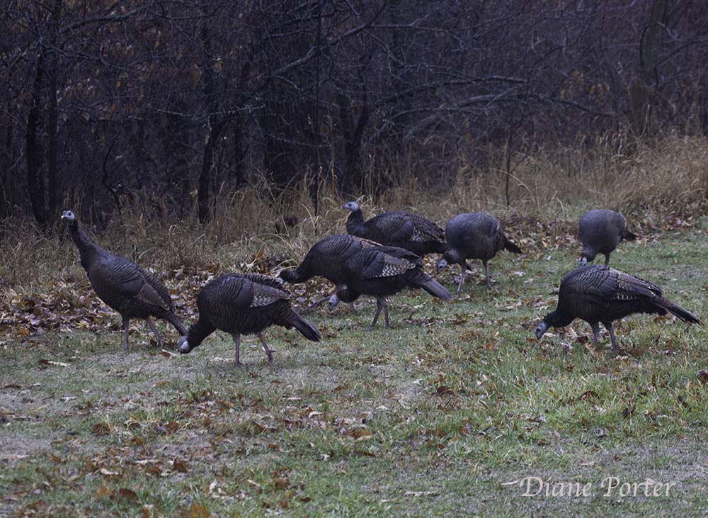 Wild Turkeys