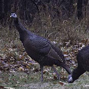 Wild Turkey hen