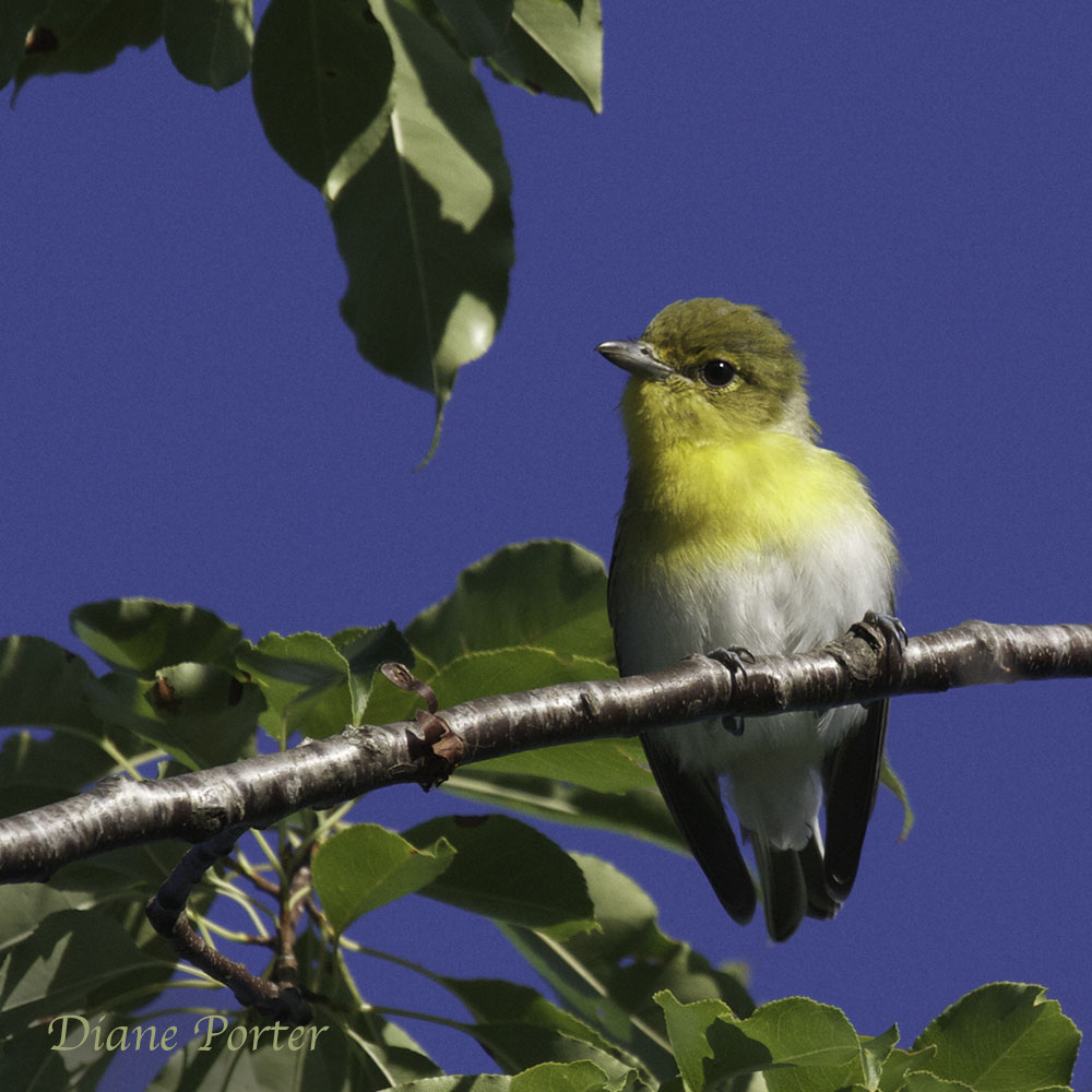 Yellow-throated Vireo in wild Black Cherry Tree