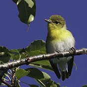 Yellow-throated Vireo