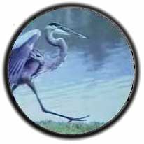 Eagle Optics Shrike