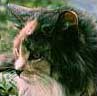 My cat Katrina